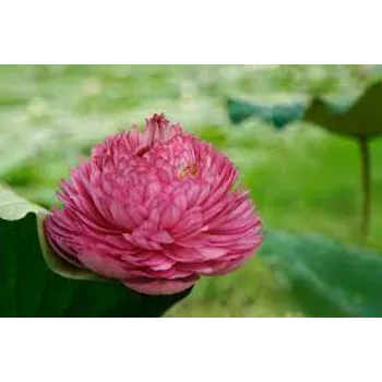 Cultures Lotus Flower